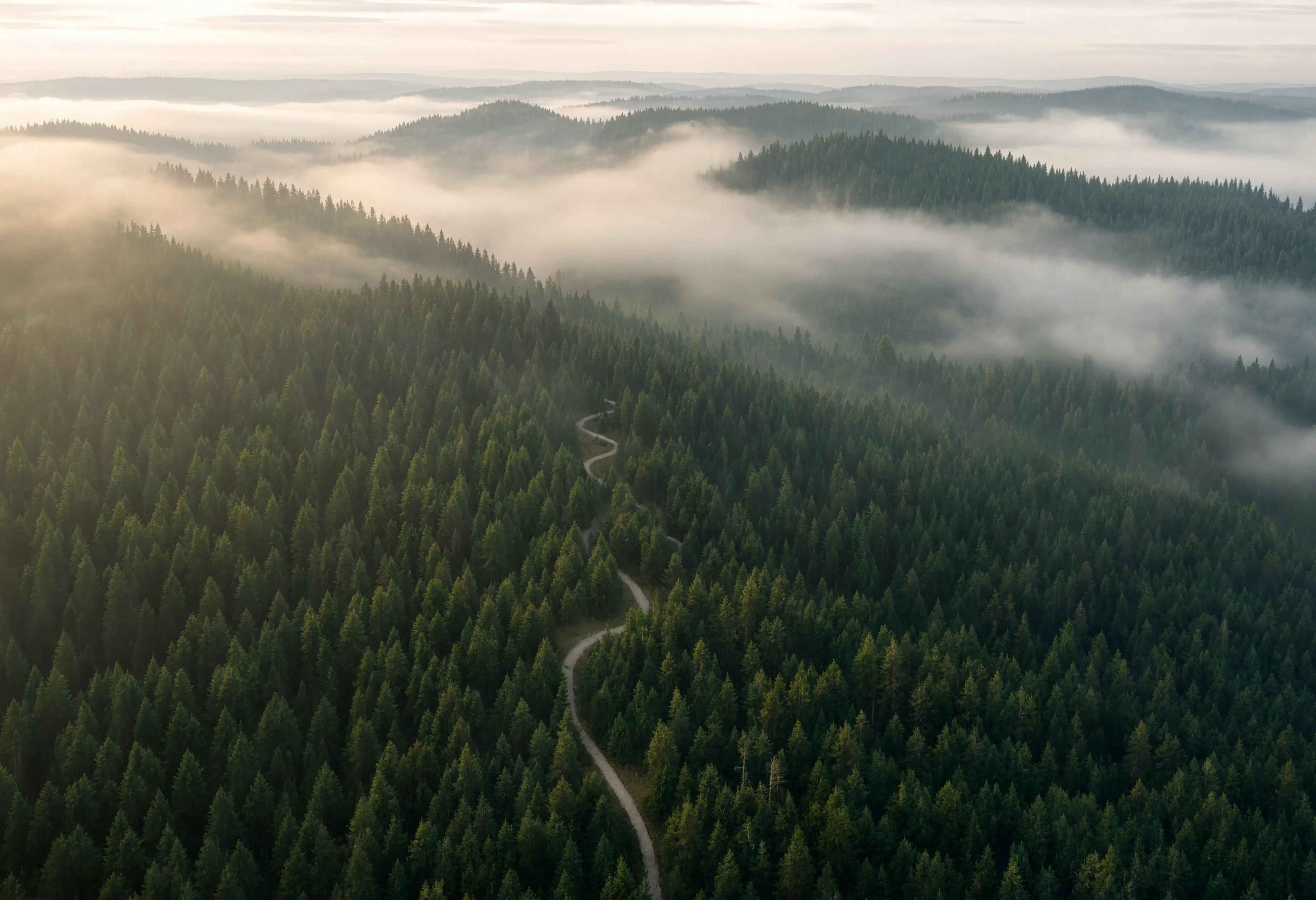 Tiefer Schwarzwald – Naturreisen Waldpfad